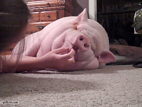 pet sleeping GIF