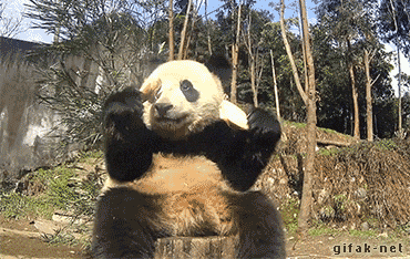 panda eating GIF