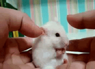 surprised mouse GIF