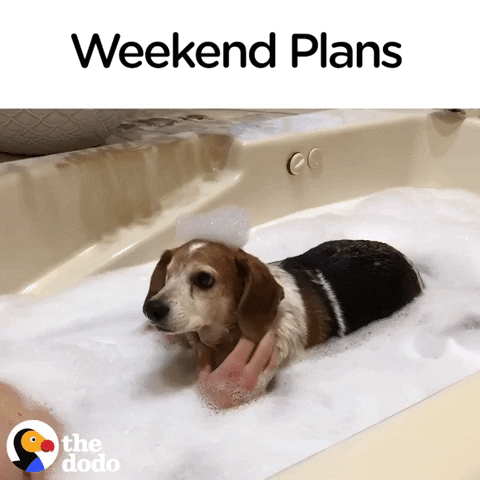 Dog Saturday GIF by The Dodo