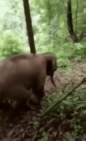 baby elephant GIF