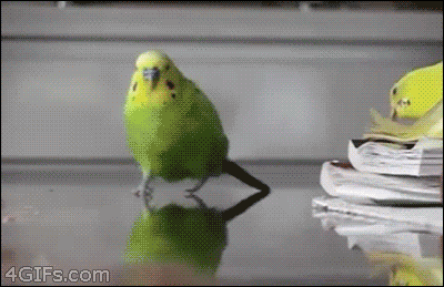 bird lol GIF