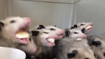 chew chewing GIF