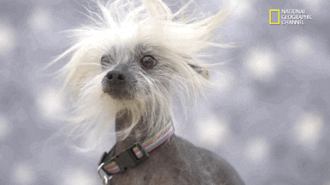 Hair Dogs GIF by Nat Geo Wild