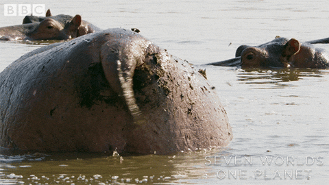 Excited Tail GIF by BBC Earth