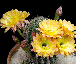 timelapse flower GIF
