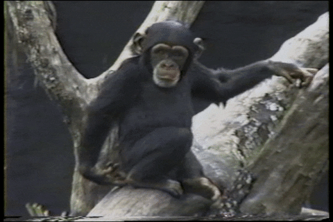 Monkey Falling GIF by AFV Pets