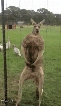kangaroo buff GIF