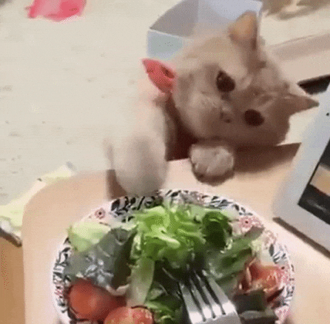 cat food play GIF