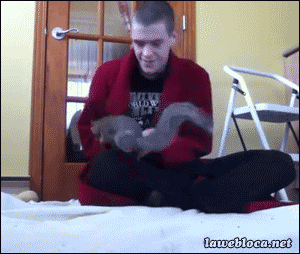 squirrel GIF