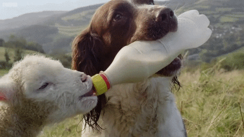 lamb GIF