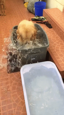 splash GIF