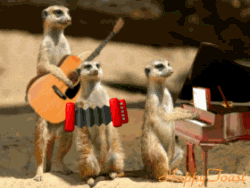 band meerkat GIF