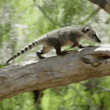 happy baby animals GIF by San Diego Zoo