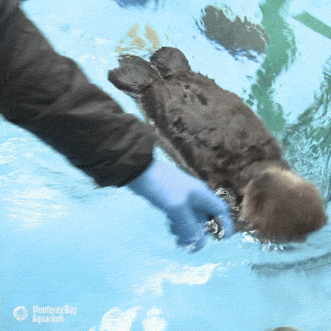 sea otter GIF by Monterey Bay Aquarium