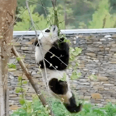 panda falling GIF
