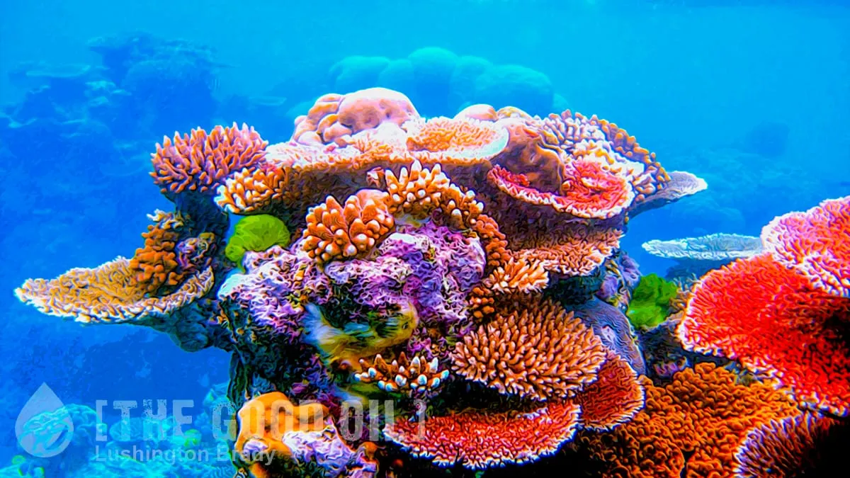 The Cult Don’t Want to See How Great the Reef Is Doing