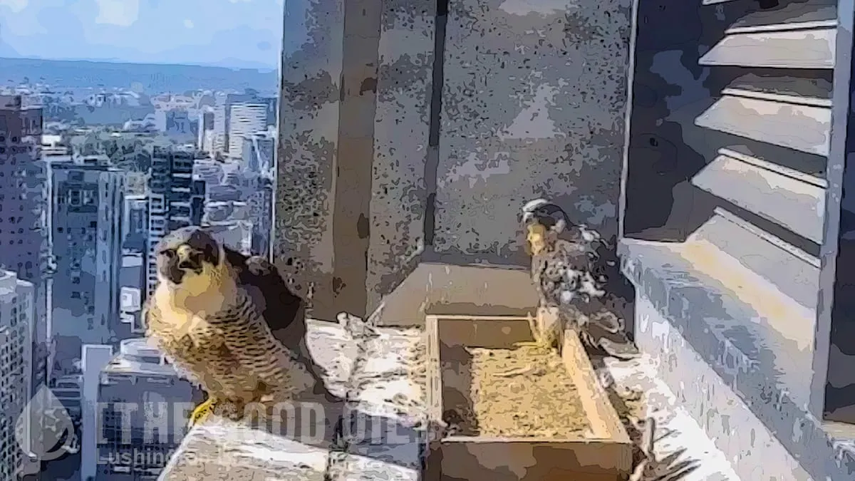 The First Falcons of Spring