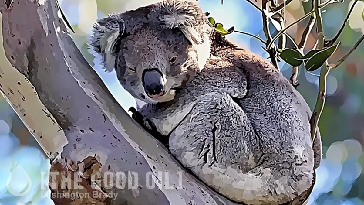 They Shoot Koalas, Don’t They?