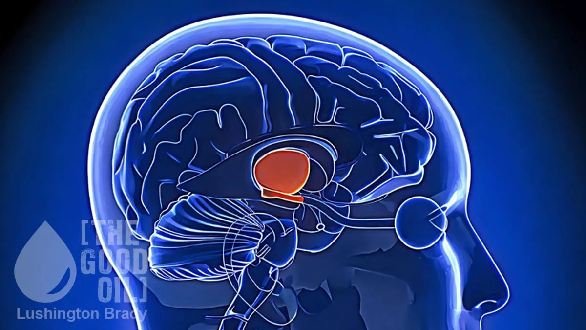 You Are Not Your Thalamus