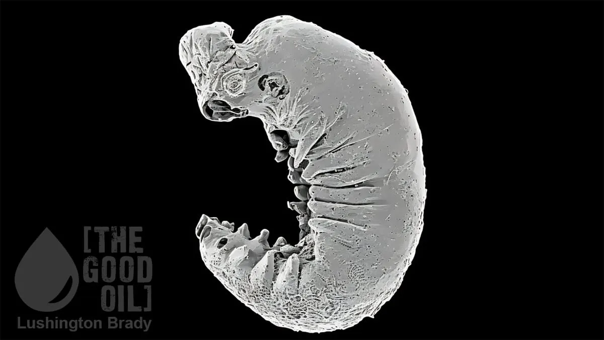 Getting Down to the Cambrian Guts