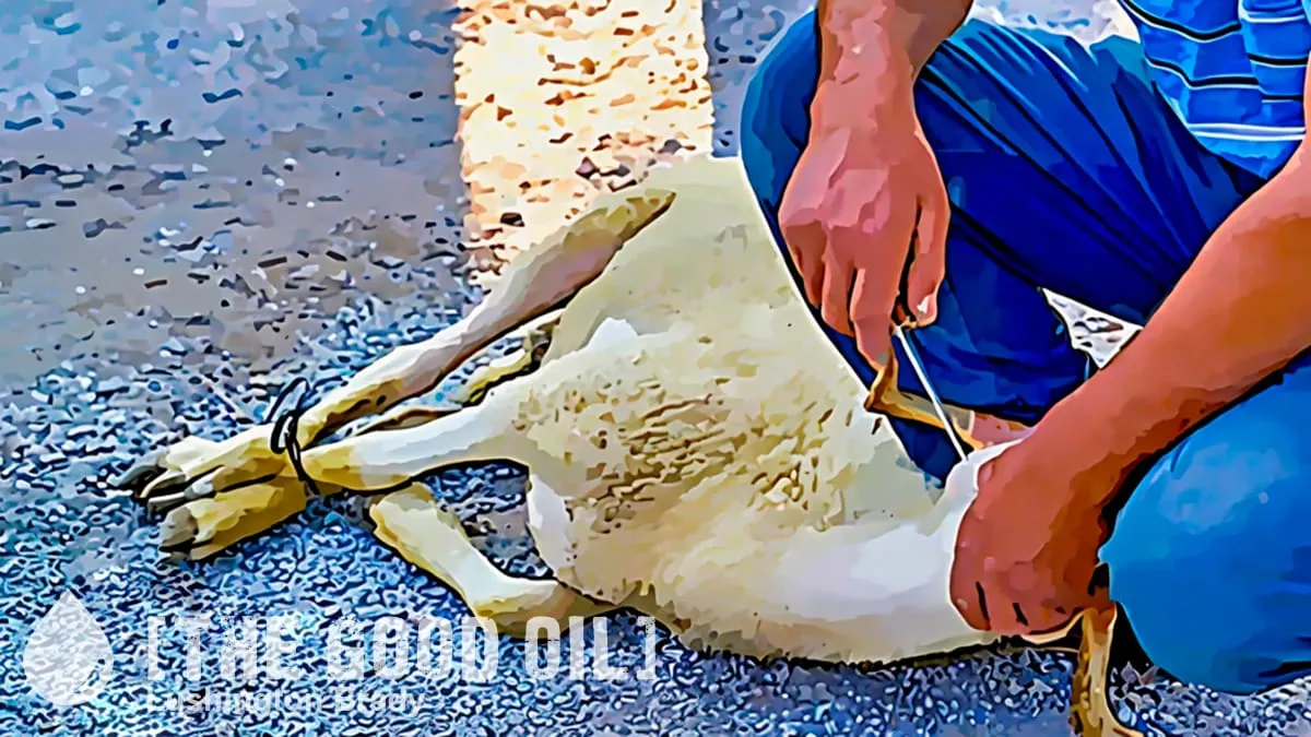 Why Not Ban Halal Slaughter?