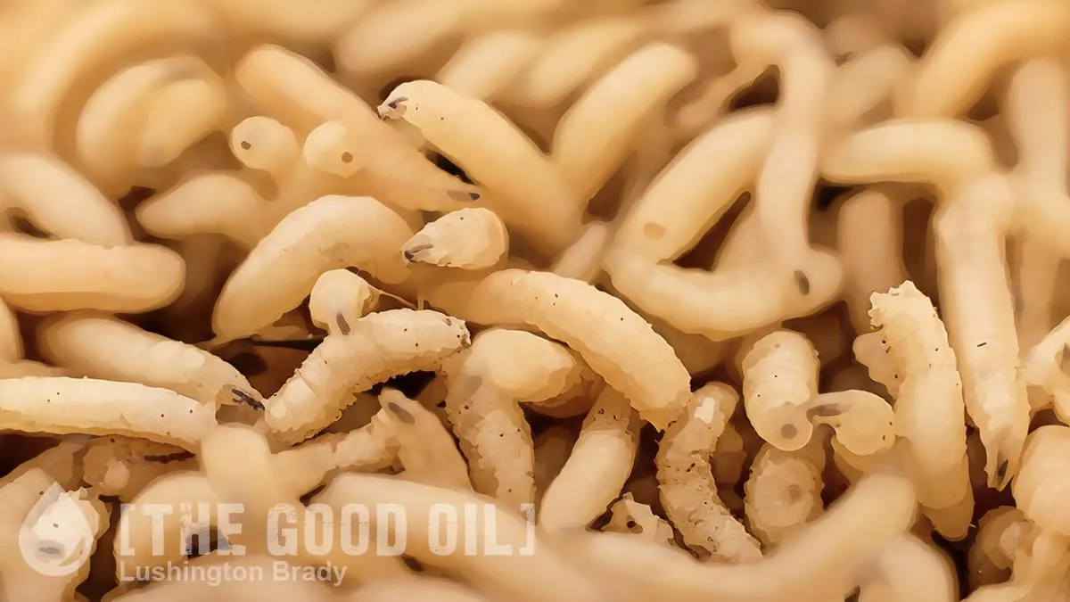 Ew, It’s Raining Maggots!