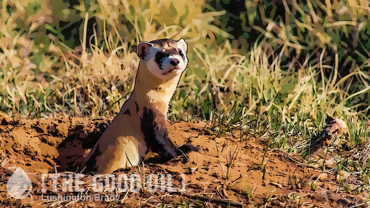 The Ferret Slams Into Reverse Too Late