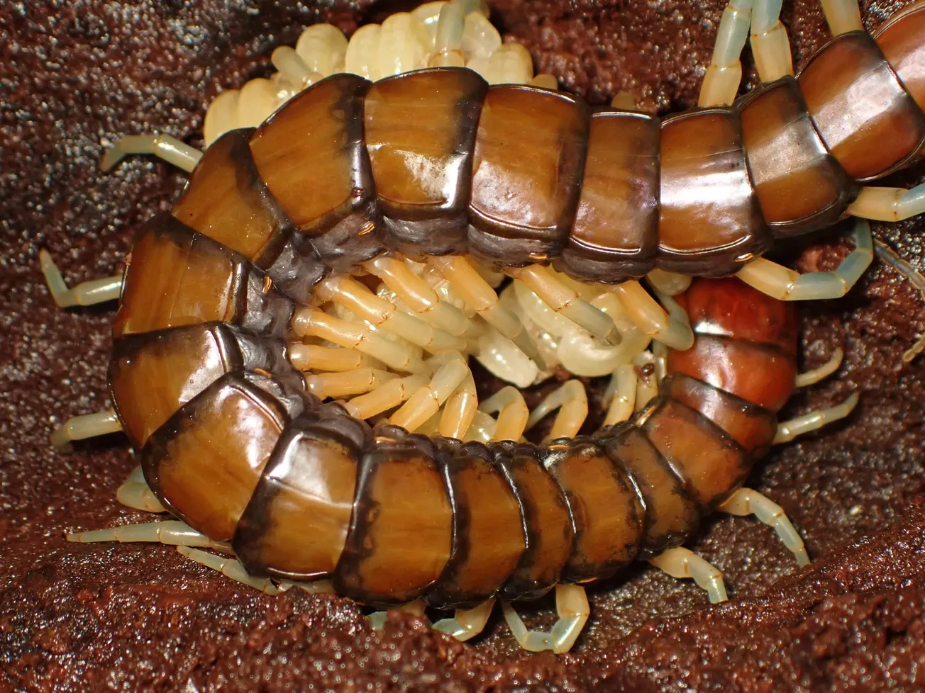 Brochure Left Out the Venomous Giant Centipede