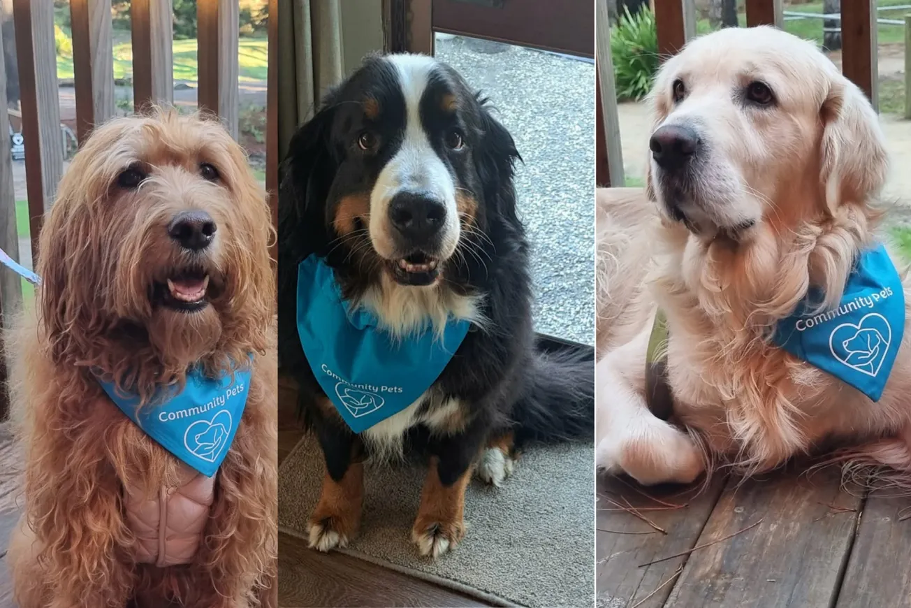 The Therapy Pets St John Gave up Are Still Visiting