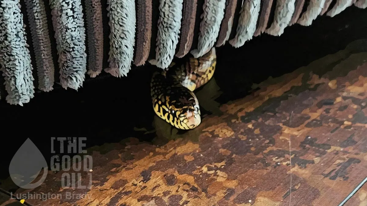 Let Us See the Snakes