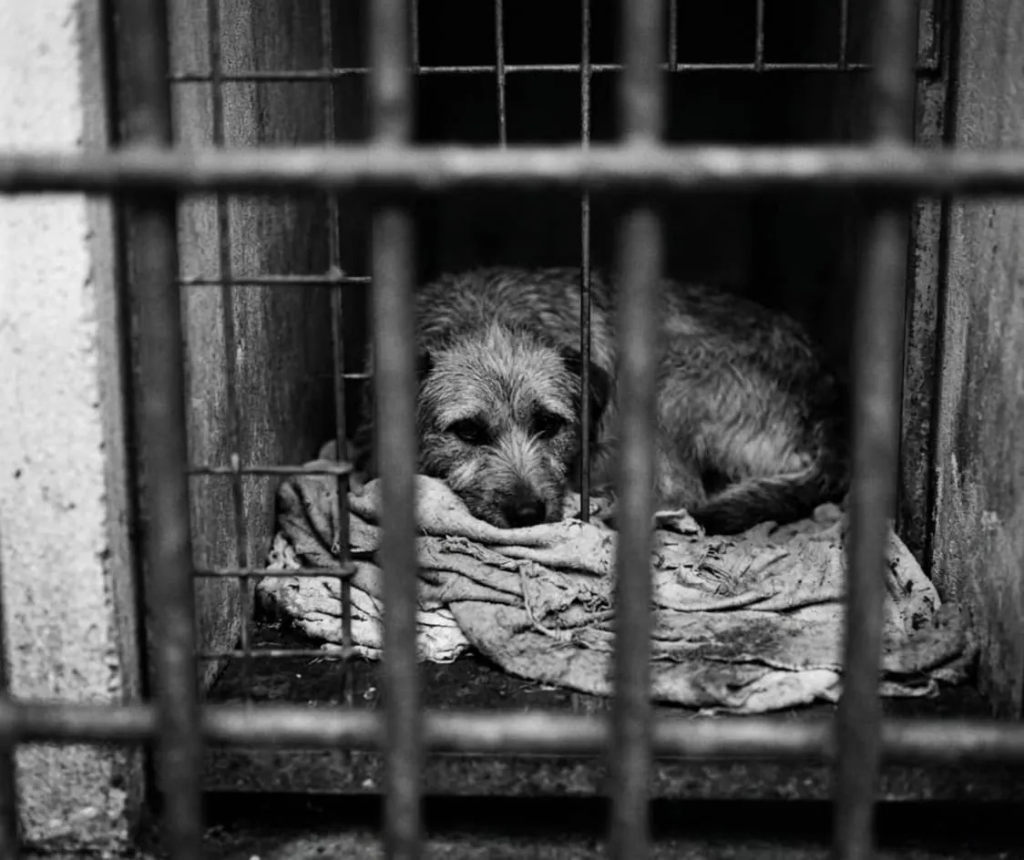 Learned Helplessness: How Many Shocks Can We Take?