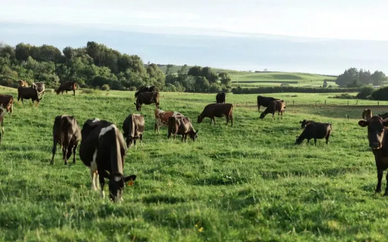Plans to Give Cattle an mRNA Vaccine