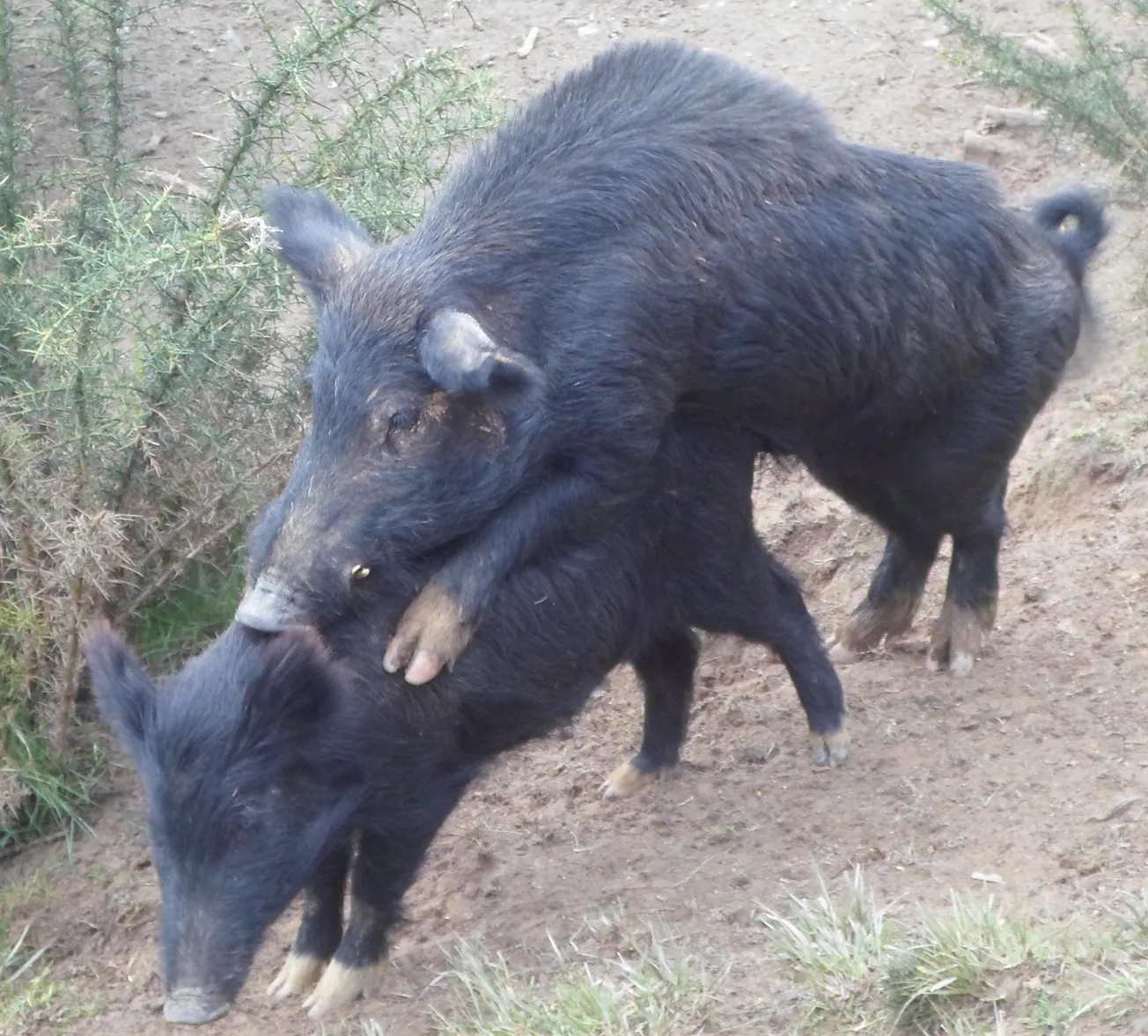 Pig Rooting in Kelburn … Said the Roadside Sign.