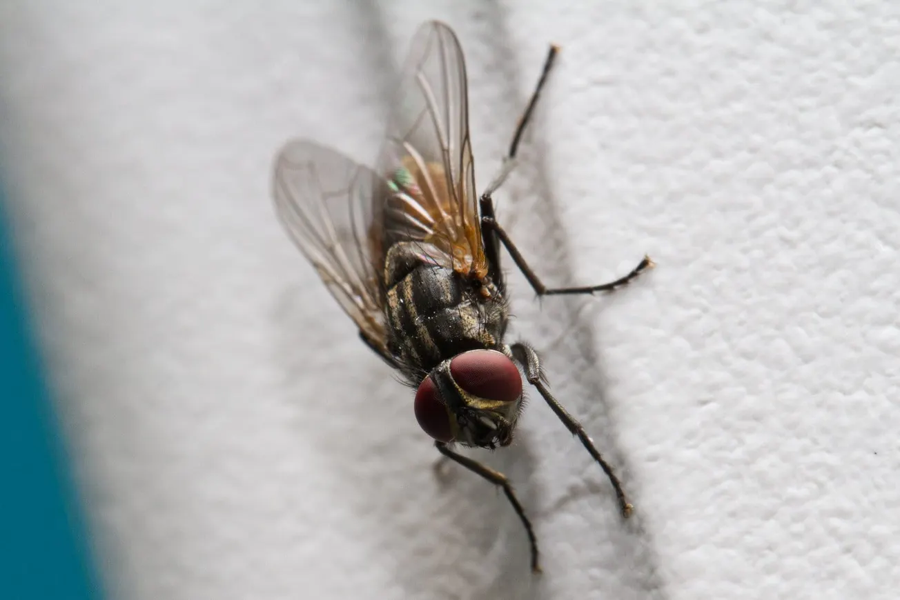 Fly on the Wall: Auckland City Council Litigation