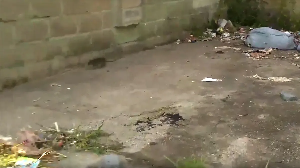 Beautiful Baltimore: Just Ignore the Rats