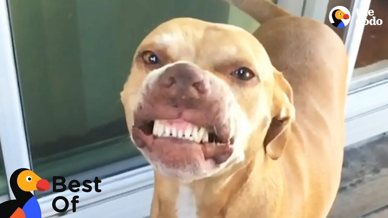 Laughter Is the Best Medicine