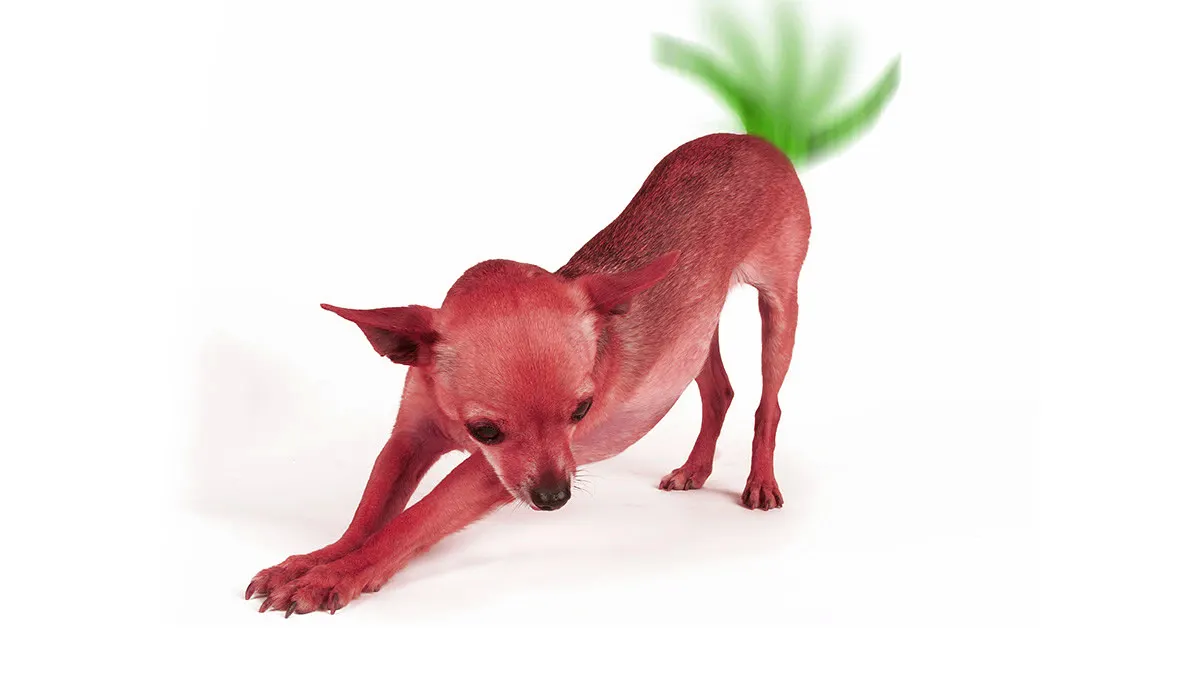 The Green Tail Wagging the Labor Dog