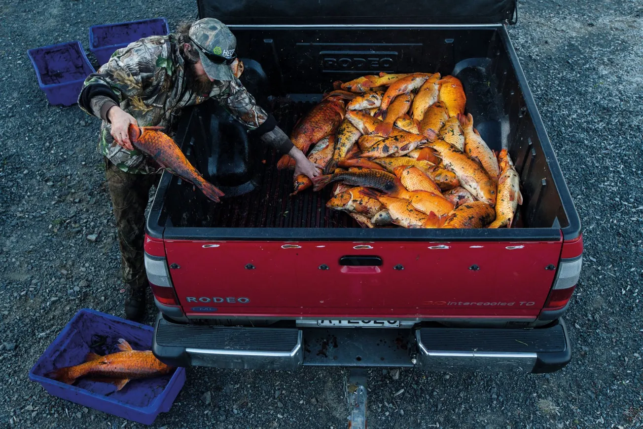 Kill Koi Carp Not the Farming Community