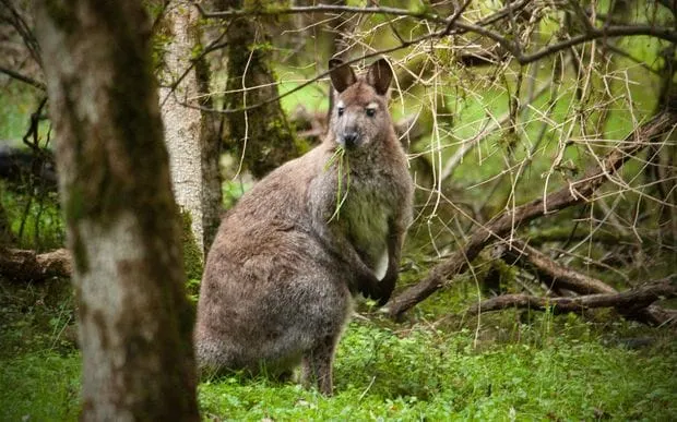 Wallaby Control Needed Before they Reach Plague Proportions