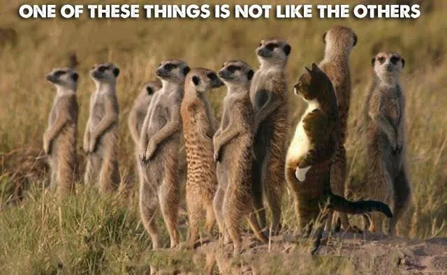 One of these Things Is Not Like the Others