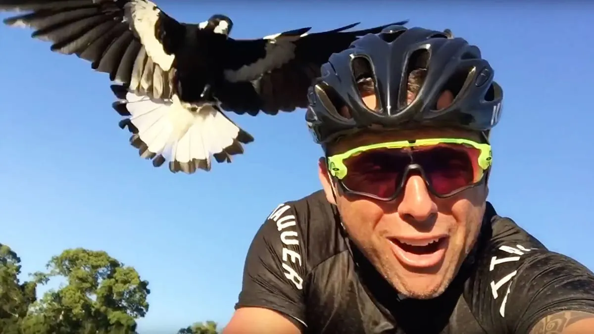Aussie Council Kills Wildlife to Please Cyclists