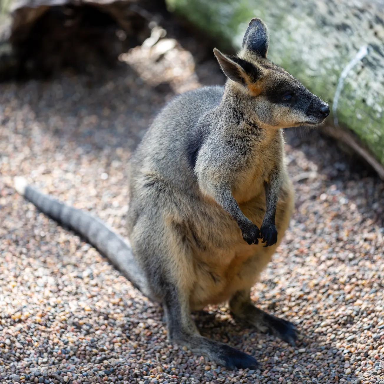 Forest & Bird Afflicted with ‘Pest Panic Phobia’ over Wallabies