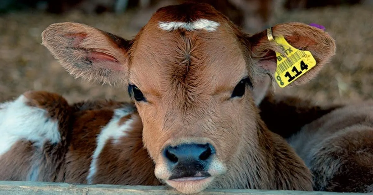 National BACKS Farmers Marching Against Govt Policies