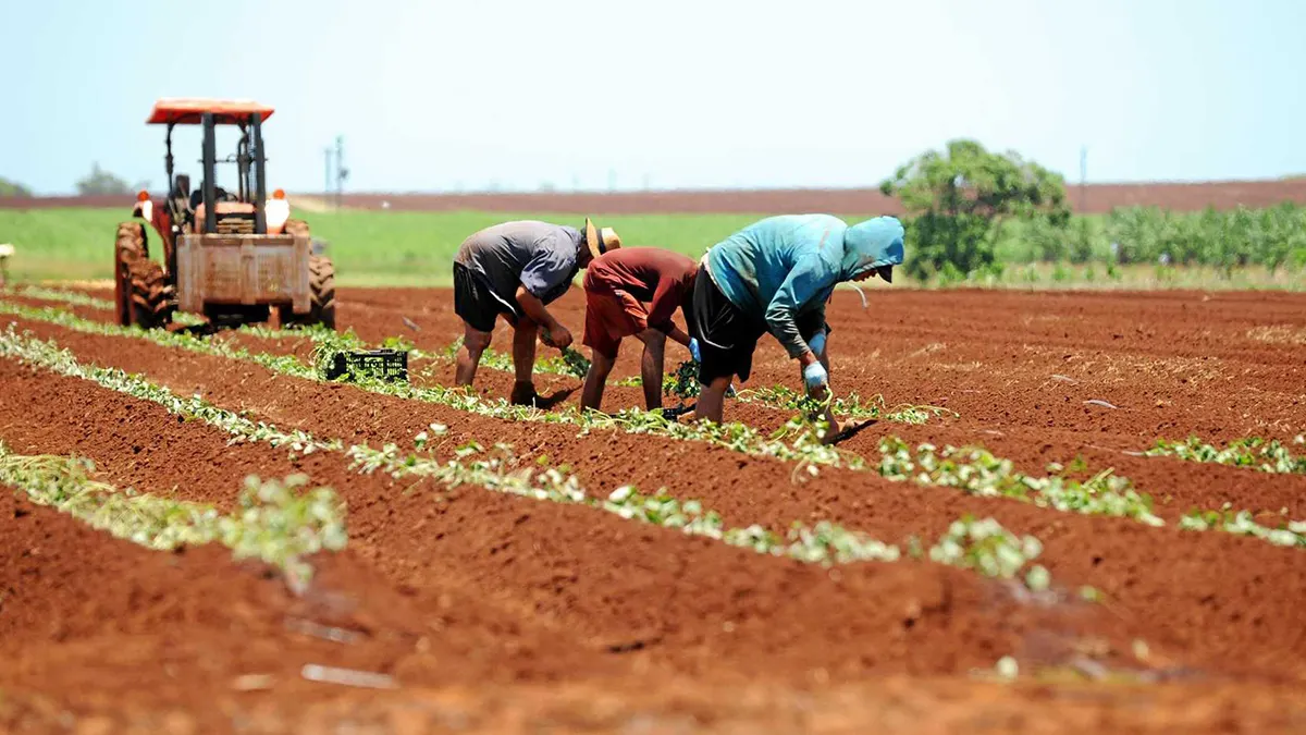 The Immigration Ponzi Scheme Harming Australia & NZ Alike