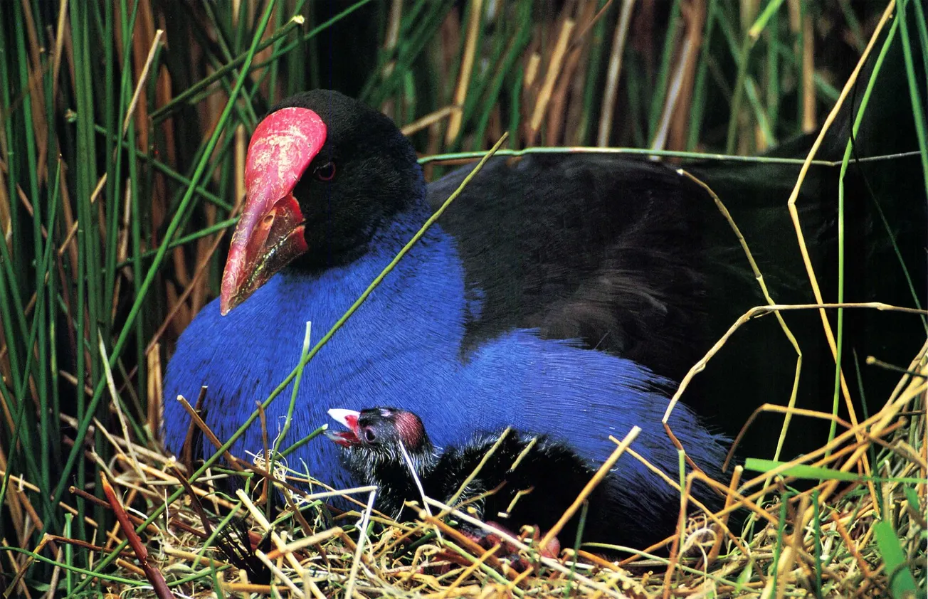 The BFD Answers Some UK Tourists’ Questions