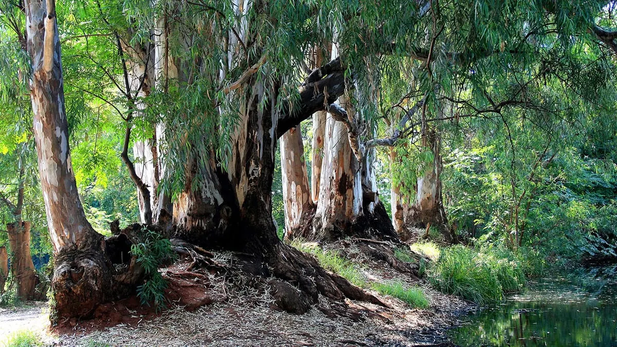 Why Australia Burns (Spoiler: it’s not Climate Change)