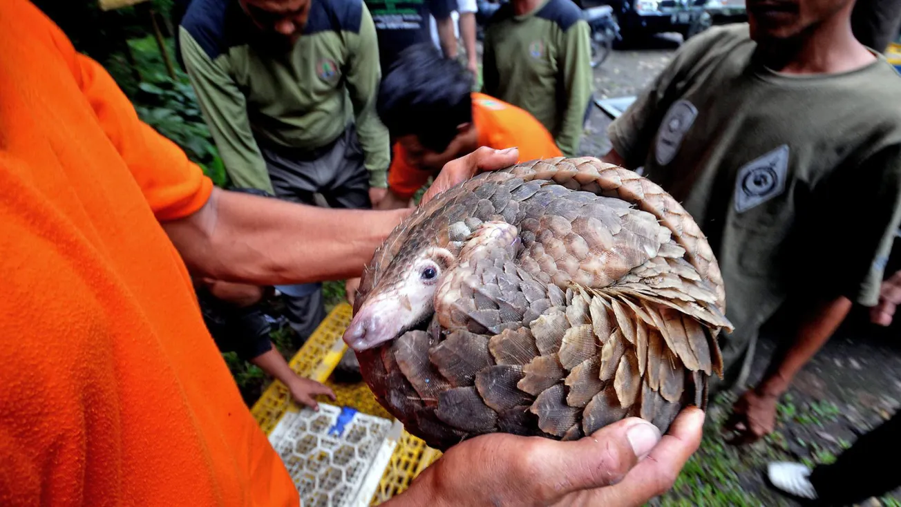Coronavirus: It’s Not the Bat Soup…It’s the Pangolin Fried Rice