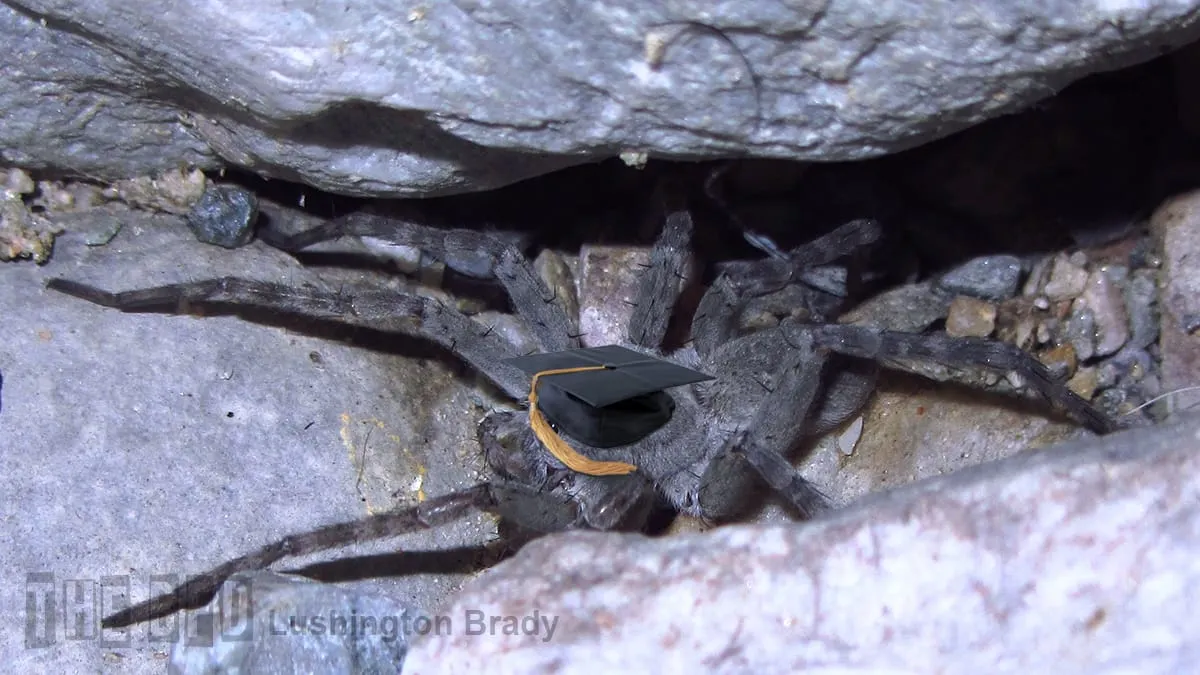 What Twitter Didn’t Want to Stop