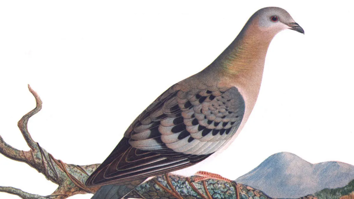 The True History of the Passenger Pigeon